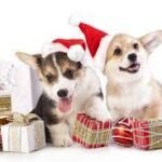 Piden no regalar animales de compañía en estas fiestas decembrinas